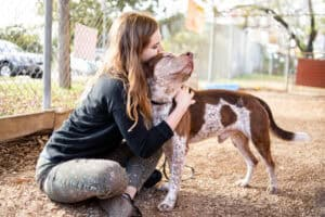 Meet one of the many adorable dogs at Austin Pets Alive!